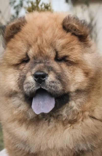 Chow chow stenci